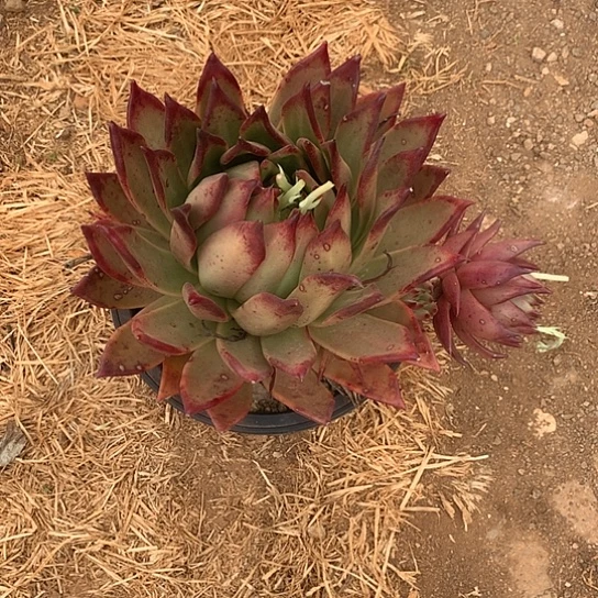 美肉特价活动开了