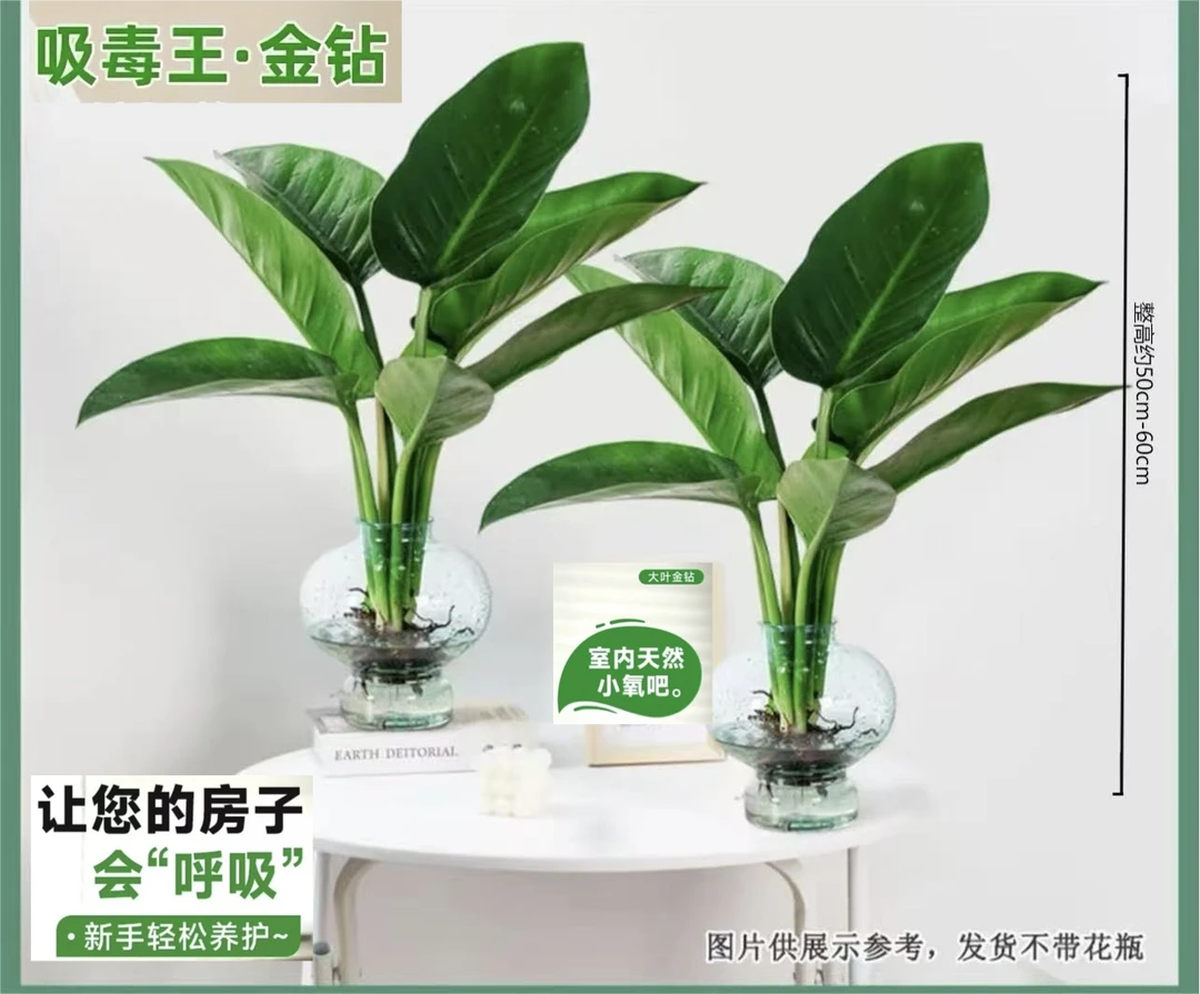 【买一送一】大王金钻绿公主50-60cm室内夏天美观盆栽好养不带瓶