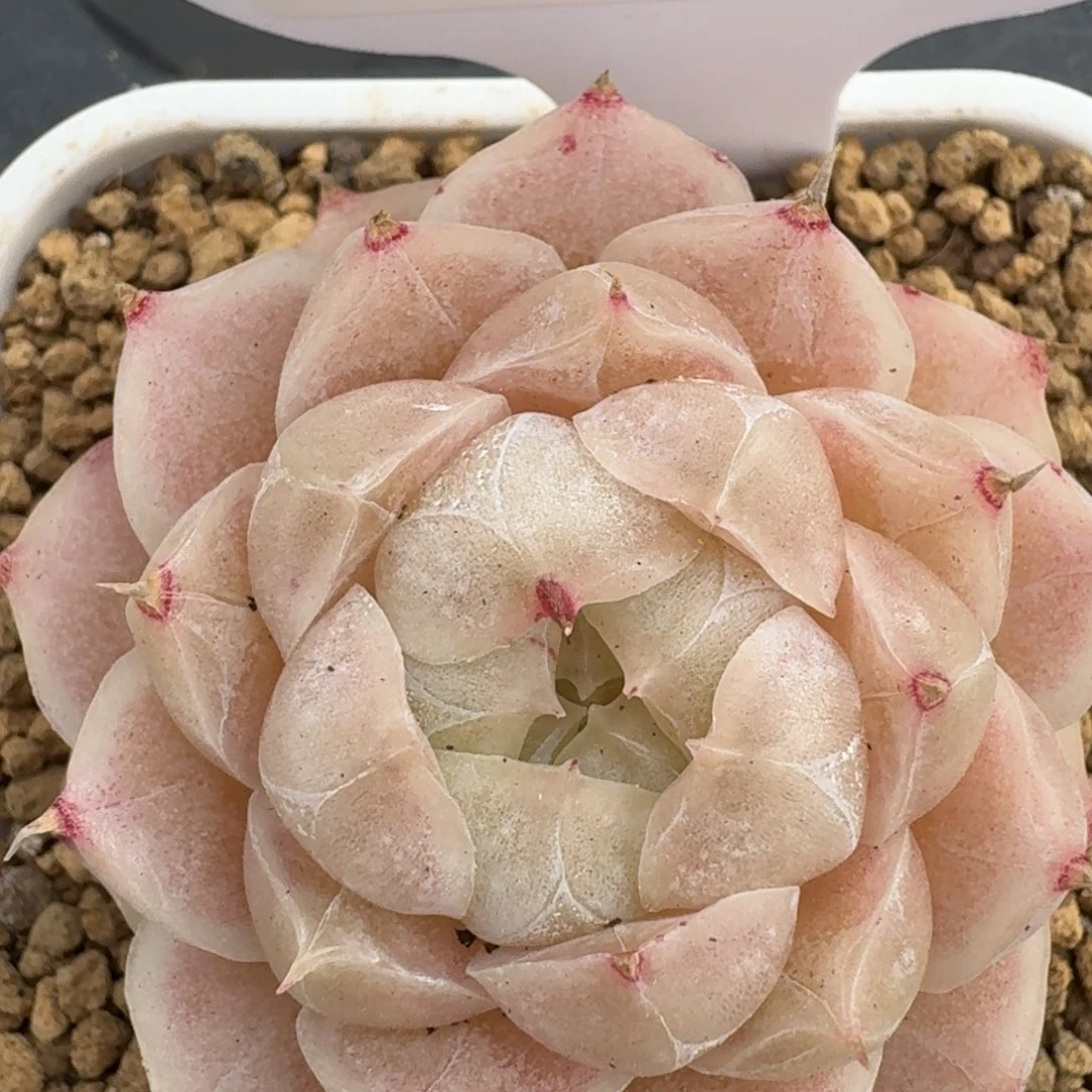 红陶0211-17-粉色麦秆