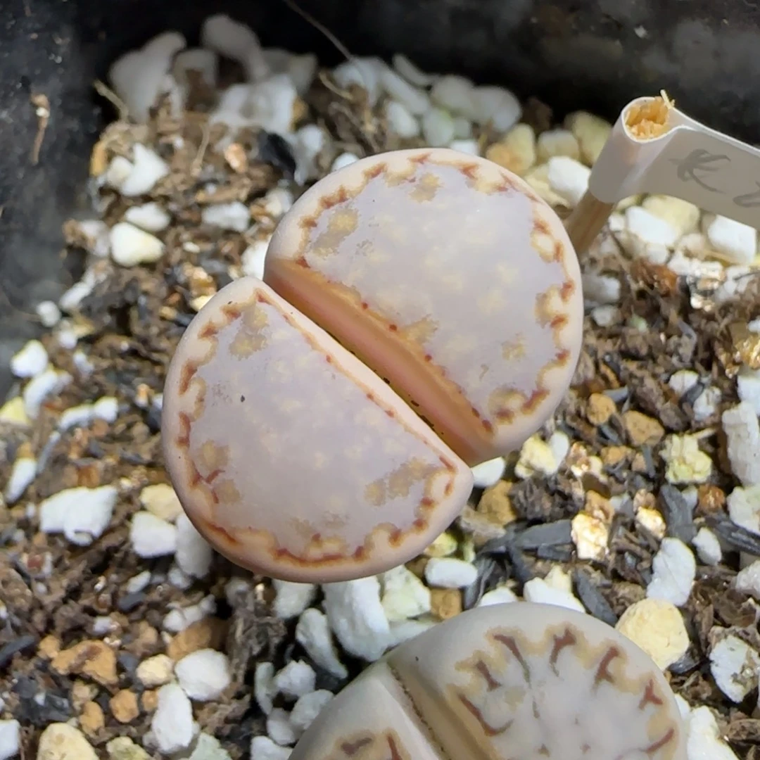 12.4    217饼干长腿特价。  5021