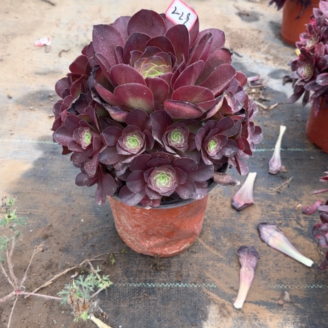 2-29枚金多肉植物