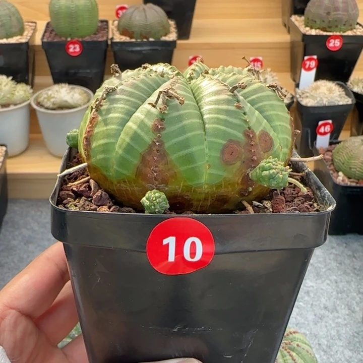 t***o10号（法丽达）实生园艺带盆（尺寸直径）-（7.4）厘米