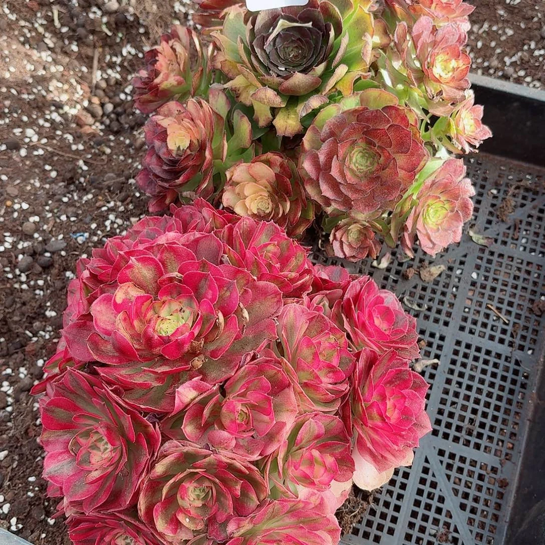 31法师锦多肉1121两个