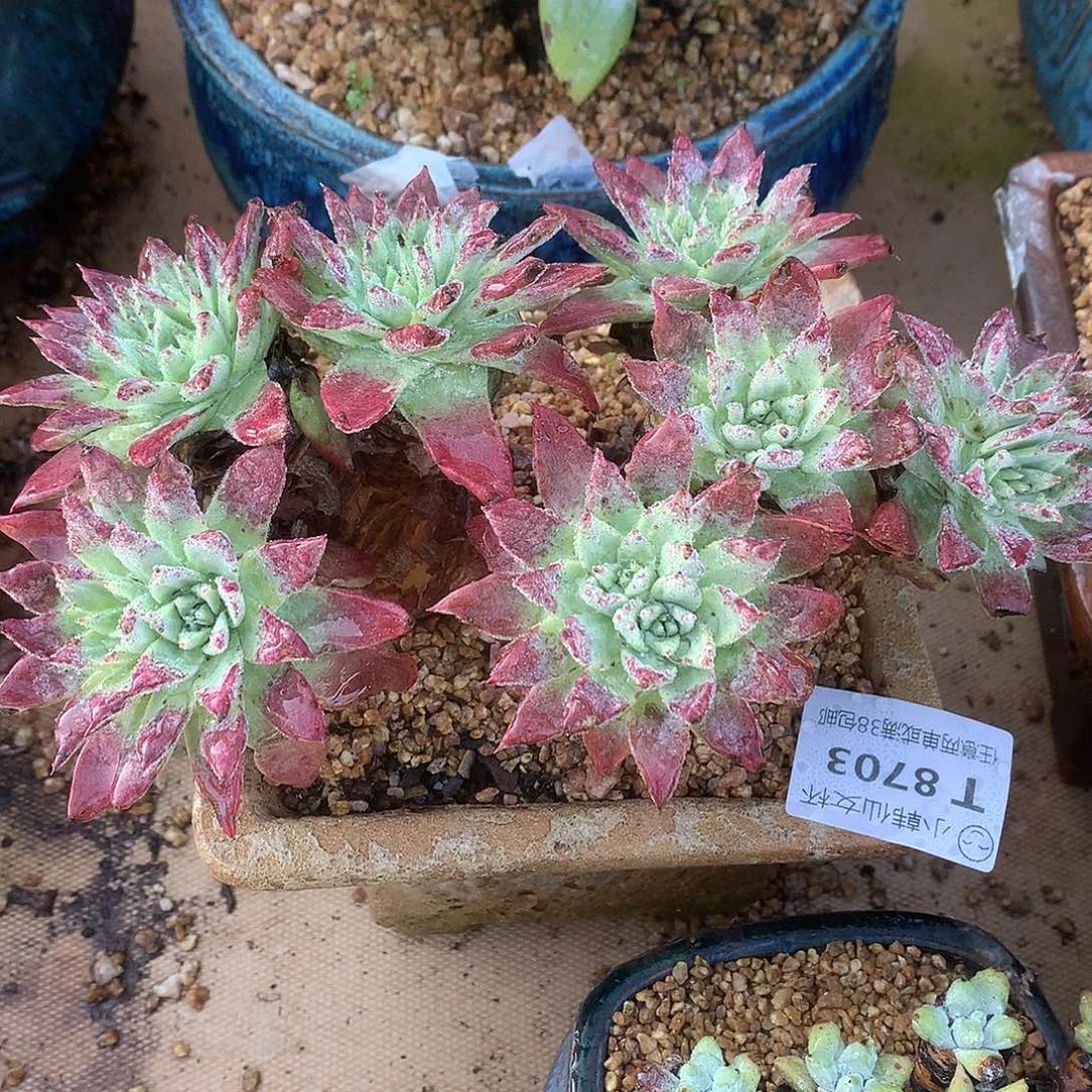 8703漠然一苹果叶仙女杯