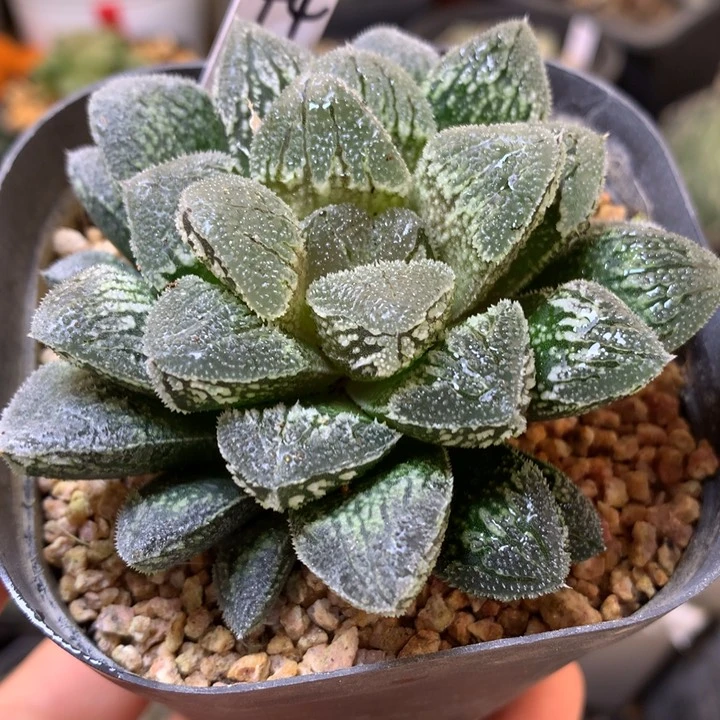 晨**鼓实生寿带盆土发货