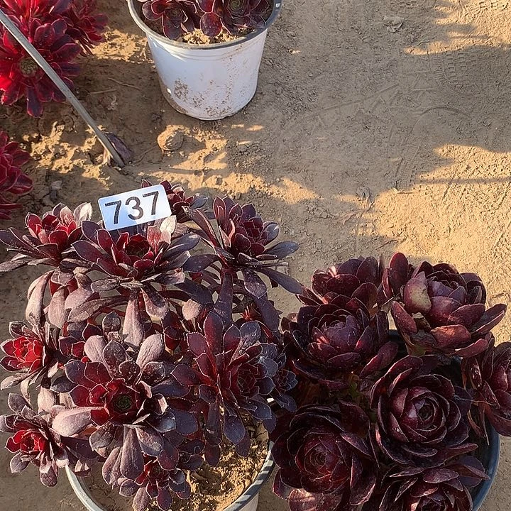 737黑铜壶➕黑膜多肉植物组合1