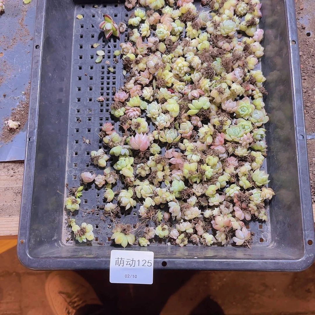 直播一物一拍多肉125