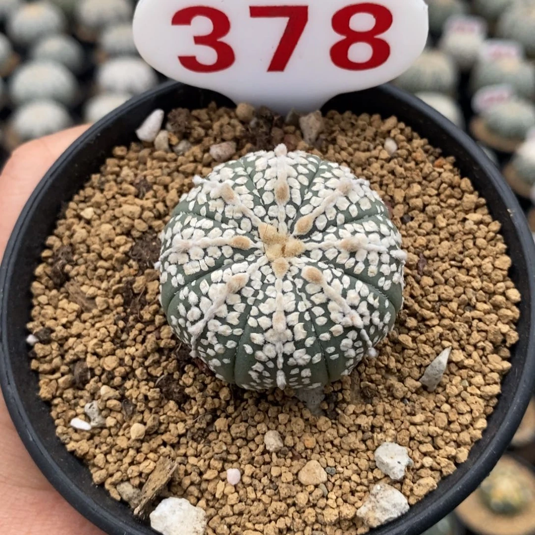 378奇迹福利来了哦