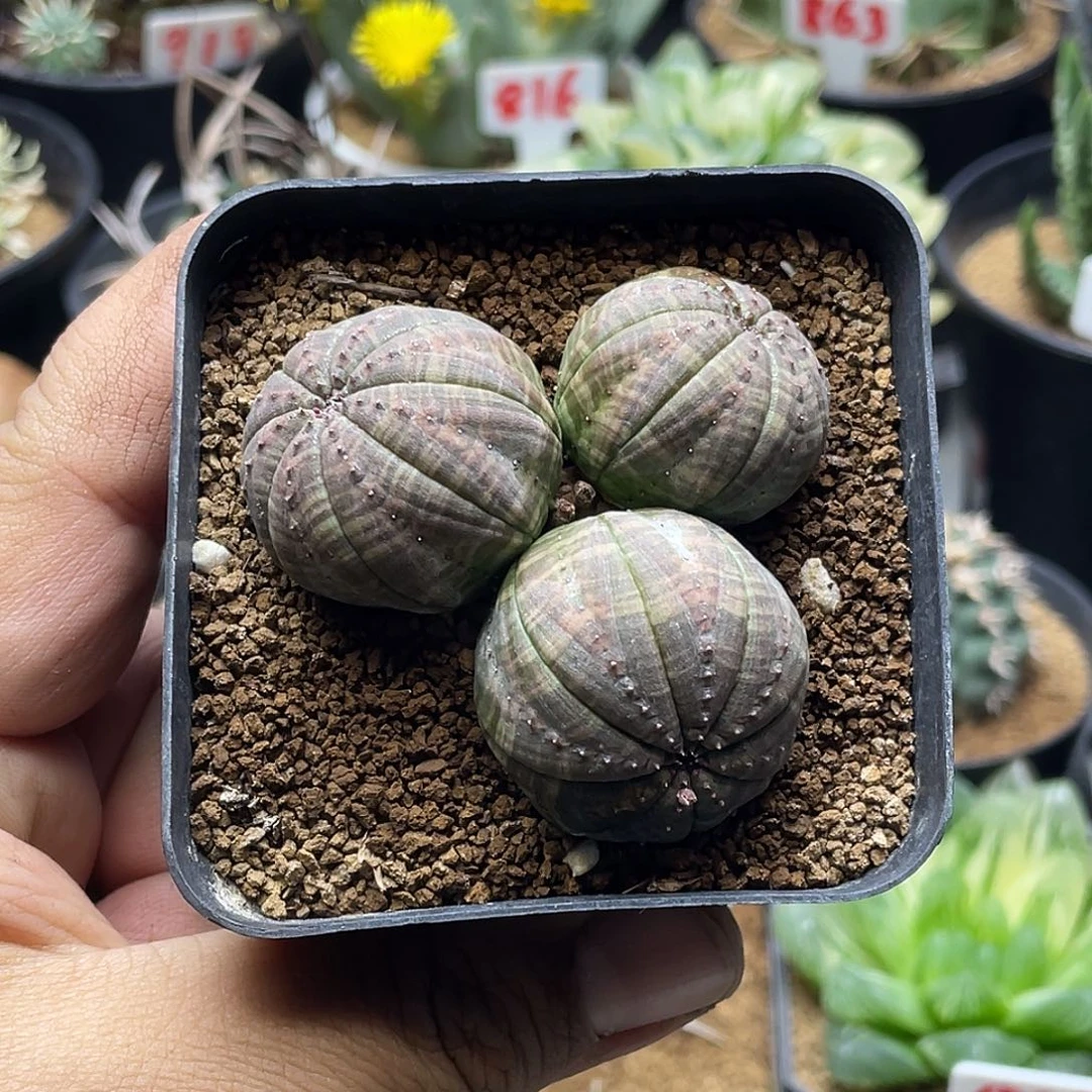 3头欧系布纹球 带盆土包邮