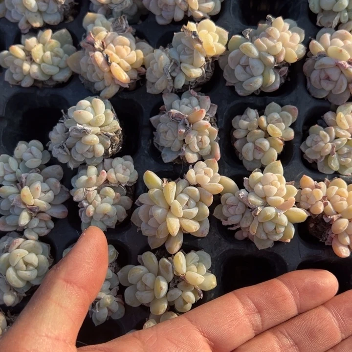 玉蝴蝶3-4头群一颗量拍多肉满20包邮