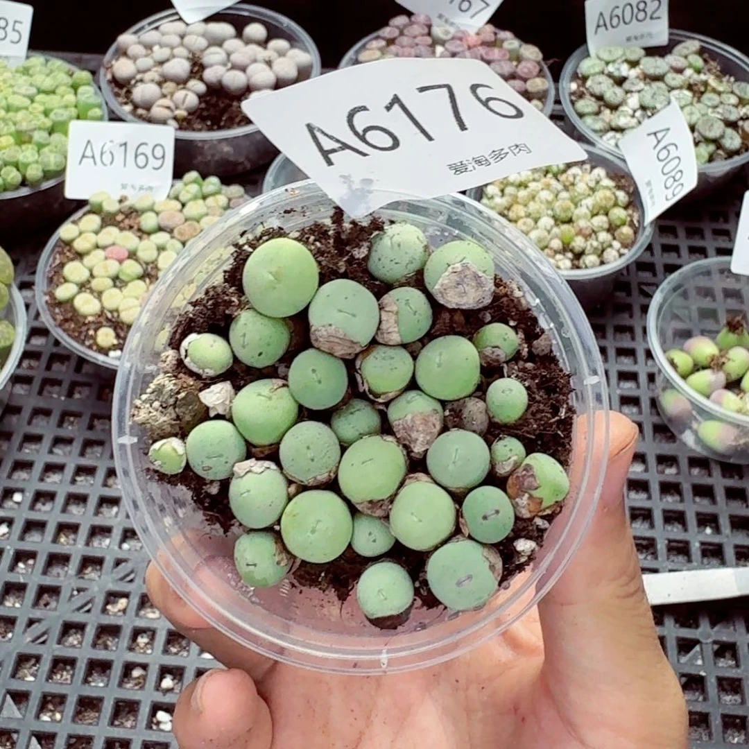 6176–生石花 生石花
