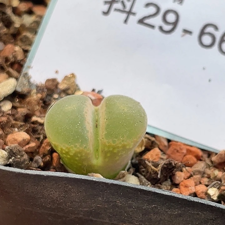 29-66小苗c10多肉植物