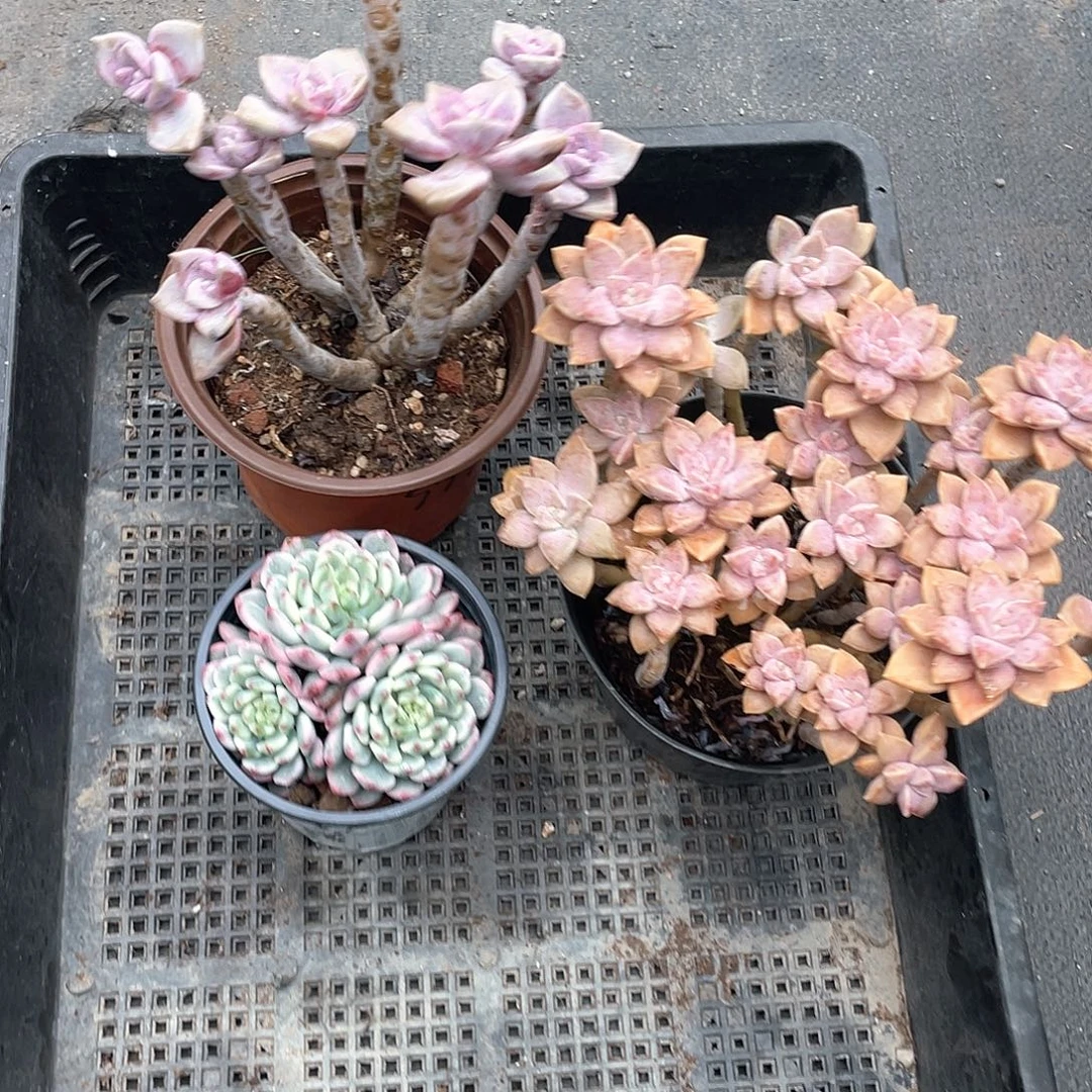 D***-三颗精品多肉带盆发货