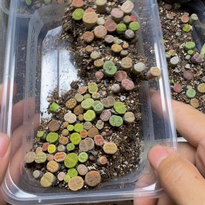 后***觉多肉植物的生长发育175