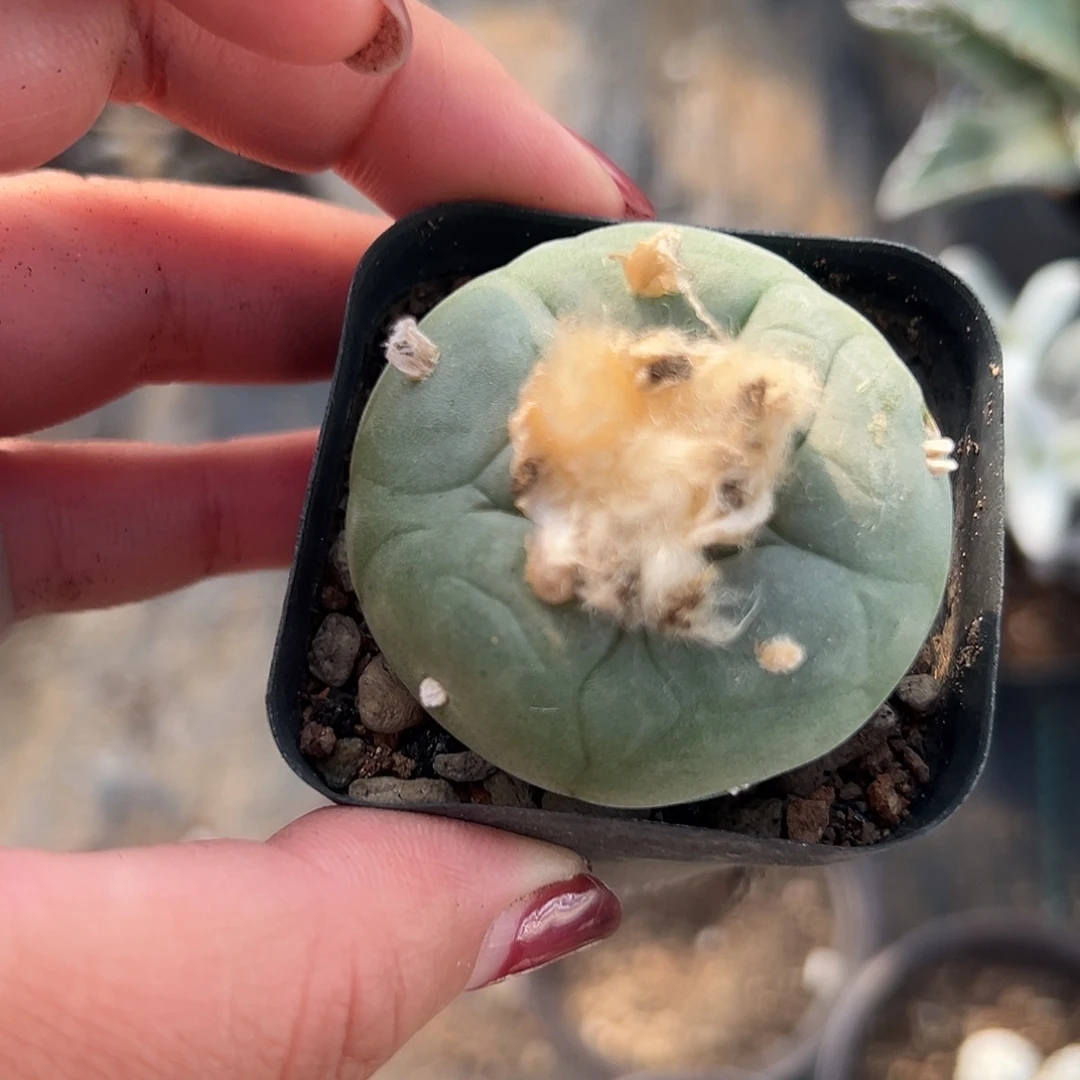 多肉植物仙人球微瑕