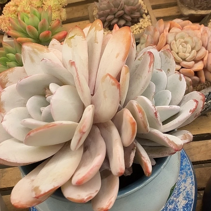 多肉植物肉肉植物