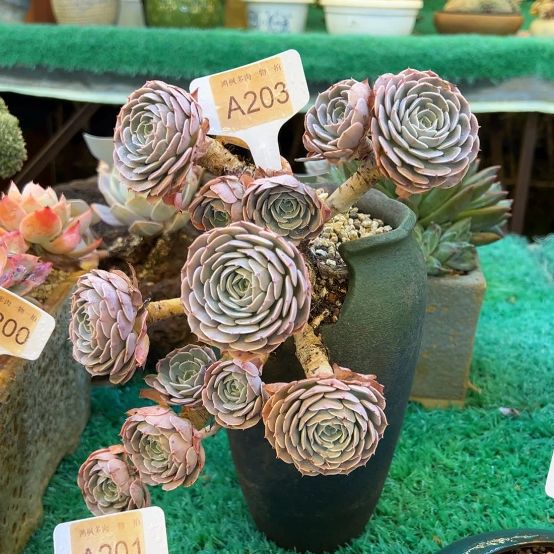 天赐，，，，，，，，，，，，，