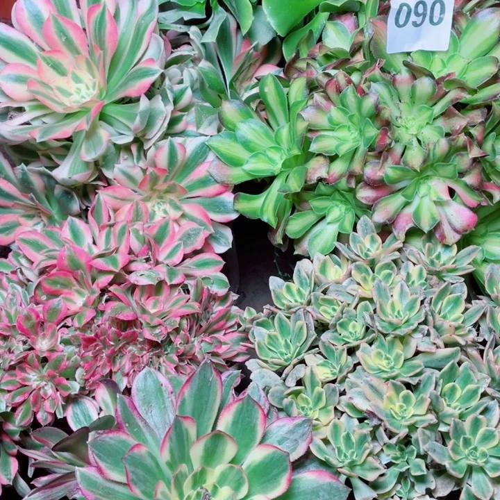 多肉植物组合090