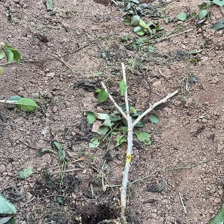 清***591嫁接蟹爪兰：叶仙3