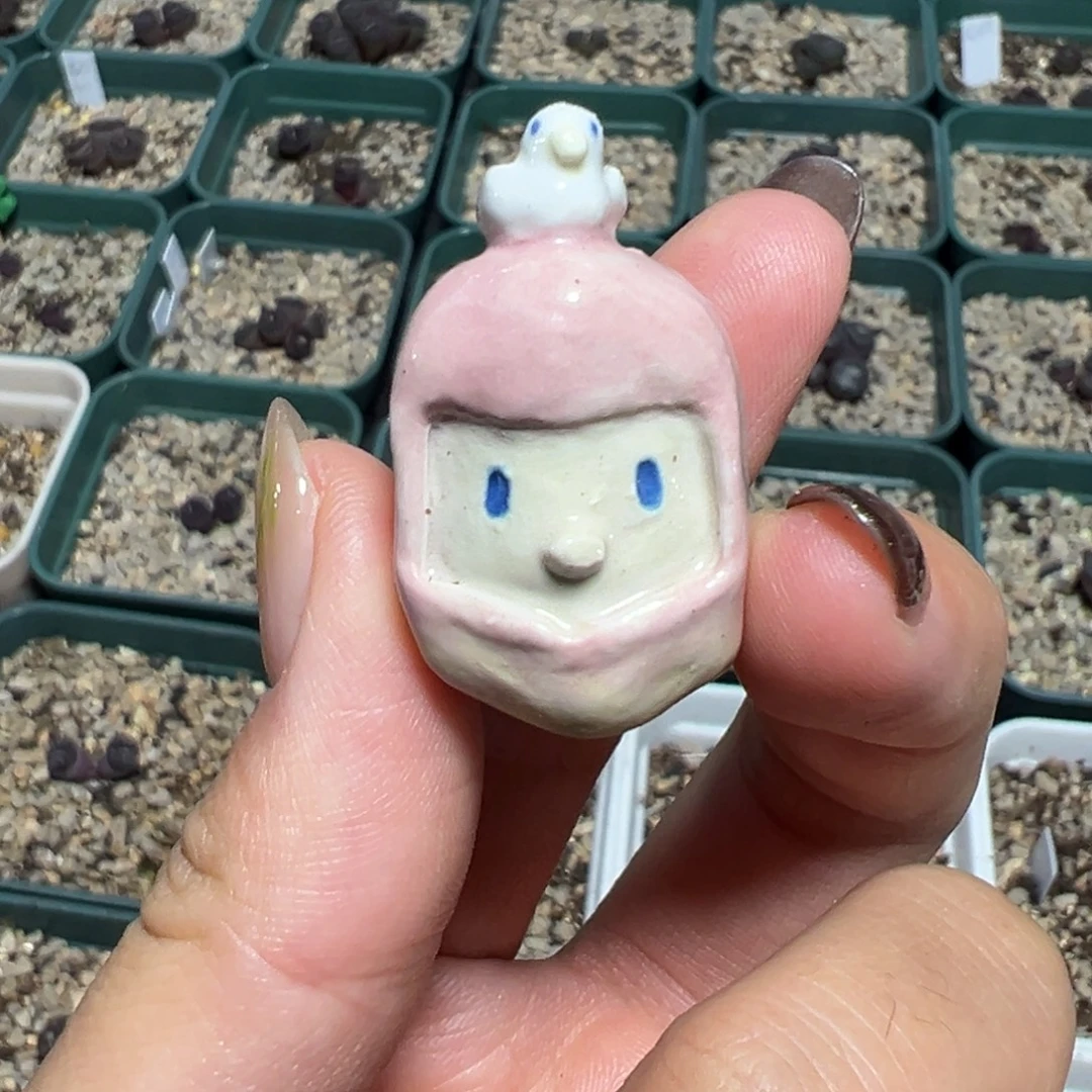 大***胖黑锅盖新头尾款 多肉植物