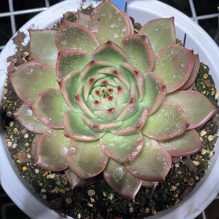 x065-多肉植物 东云