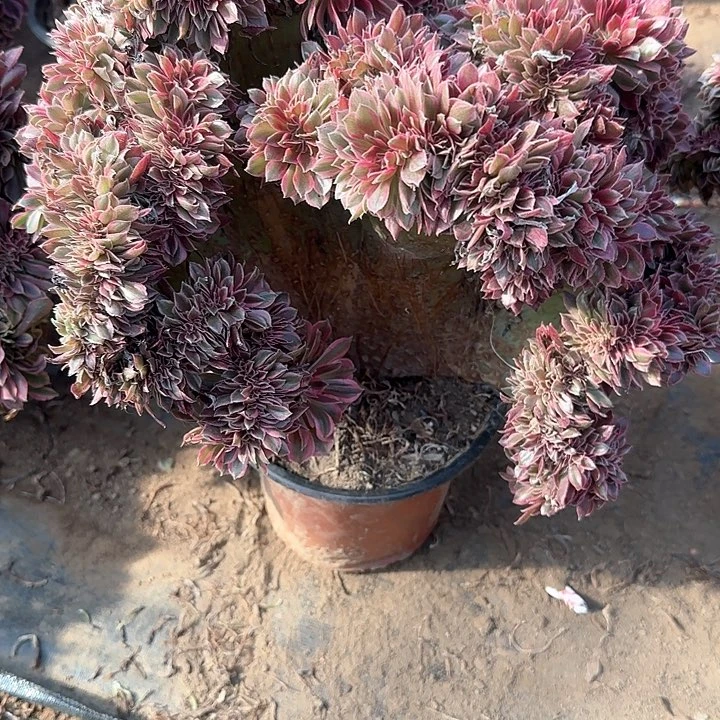 保***铺缀话脱土发货缀话