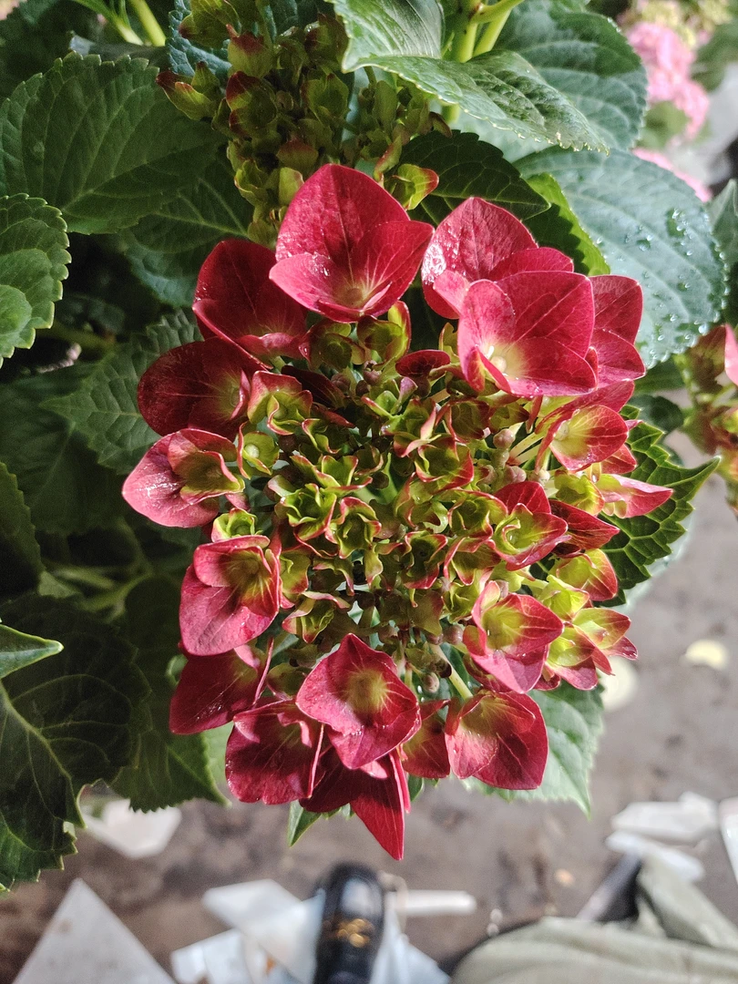 火焰绣球花苗盆栽当年开花适合室内阳台种植
