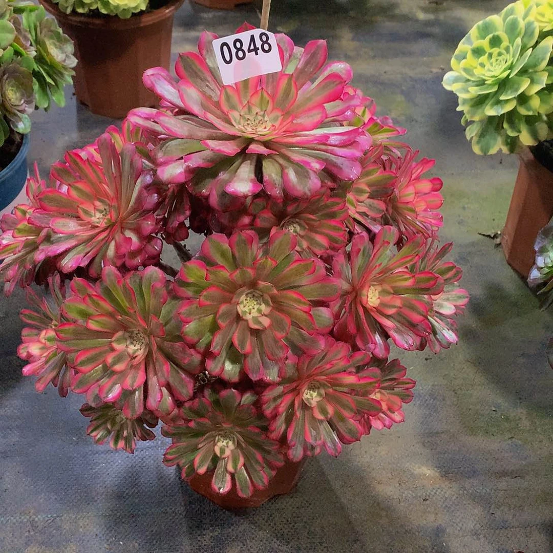 泮**3多肉红桐白.0848.000000