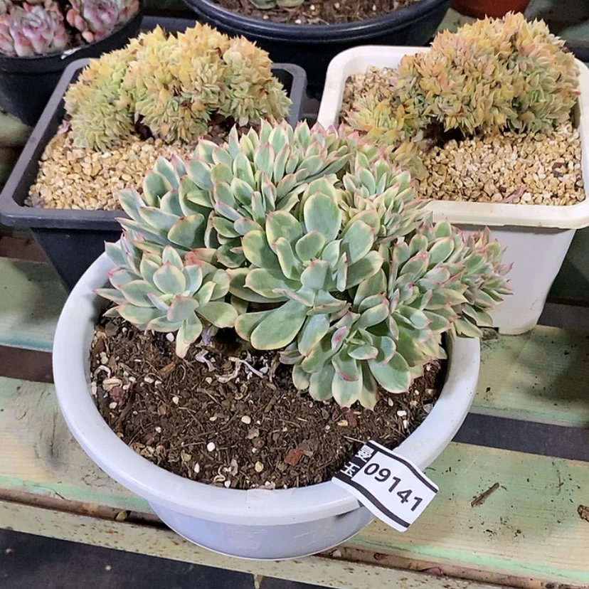 【闪购商品】绮罗锦09141