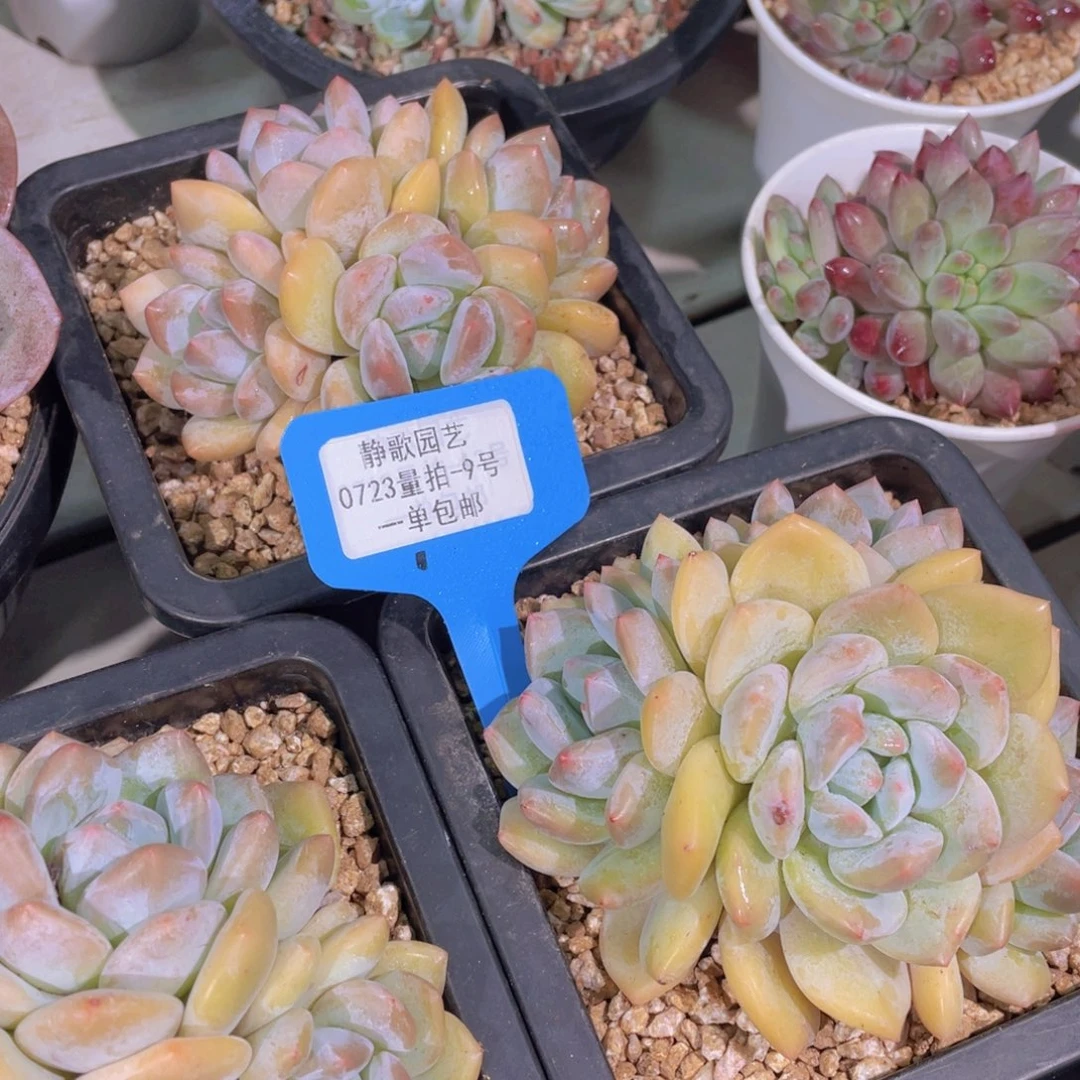 0723-9-开播福利香橙群一颗量拍