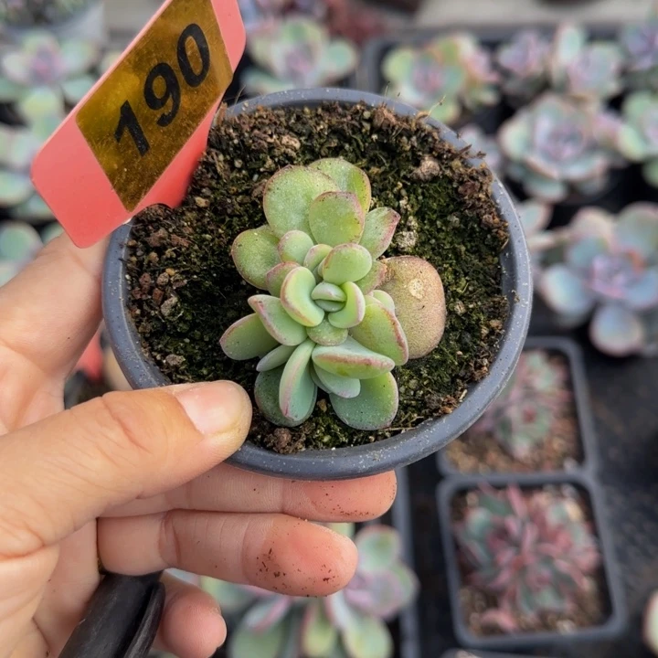 190号奶茶叶插5头