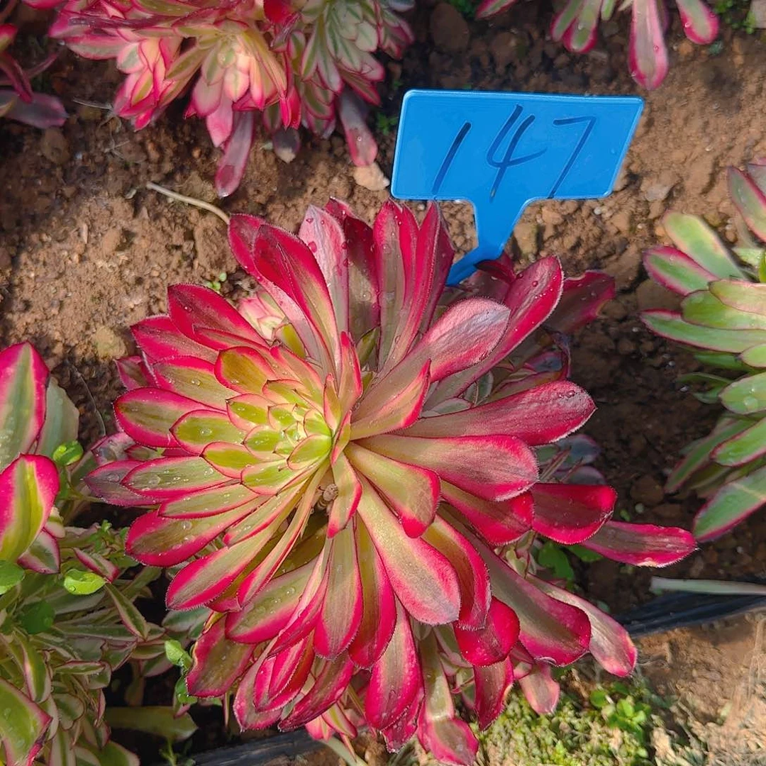 147红铜哦哦哦哦哦