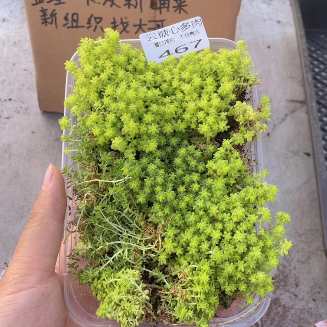 云糖心多肉植物467