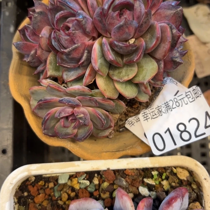 幸运的是我还在努力幸运