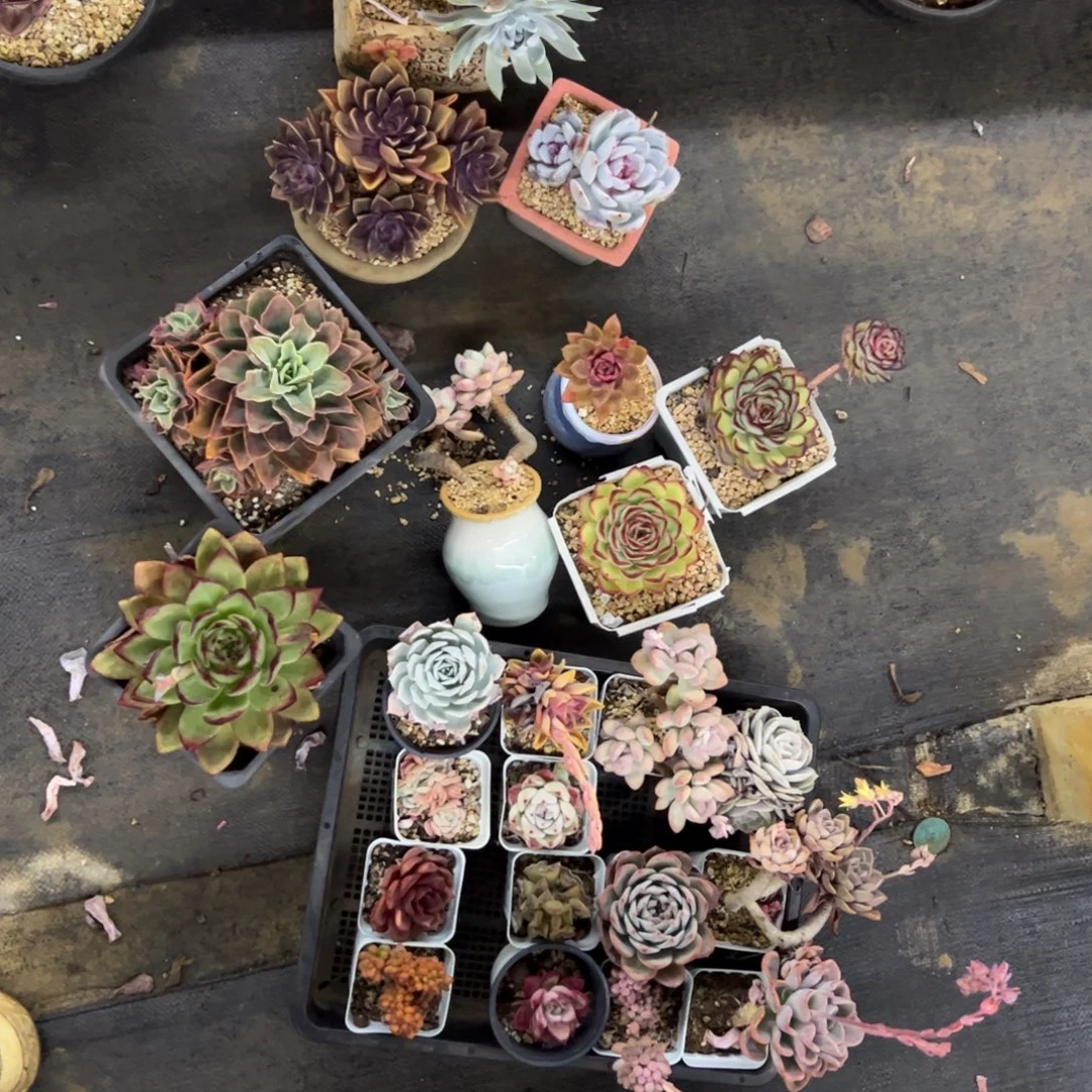 N***G一堆170 零零多肉植物