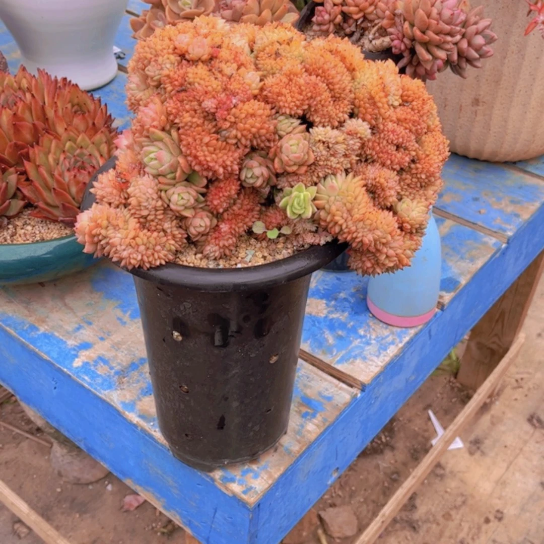 多肉老桩多肉啦老桩