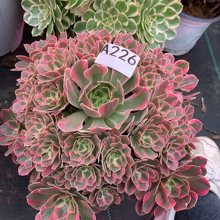 226.红粉佳人多肉植物