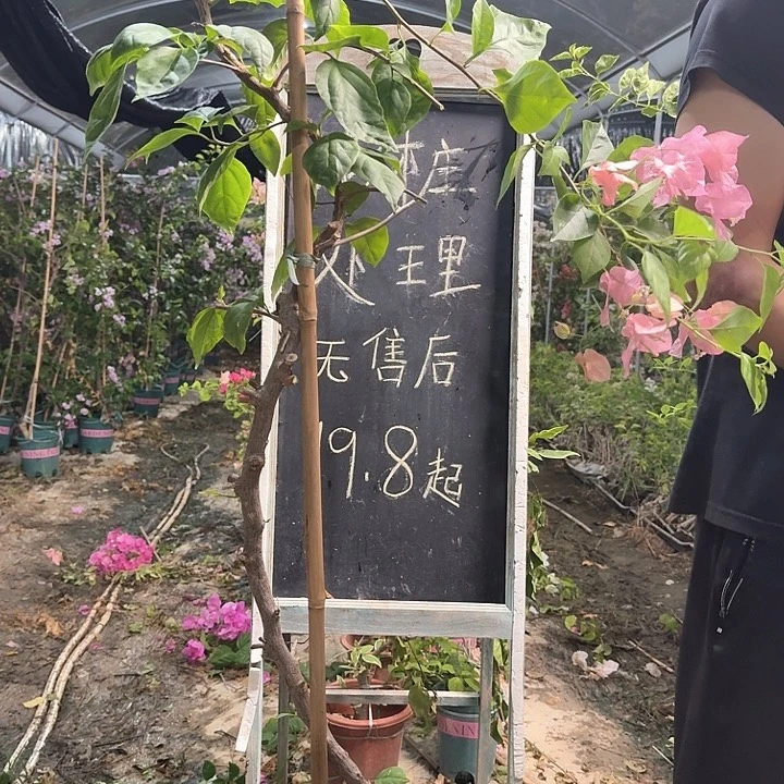 无花朵三角梅三角梅1208