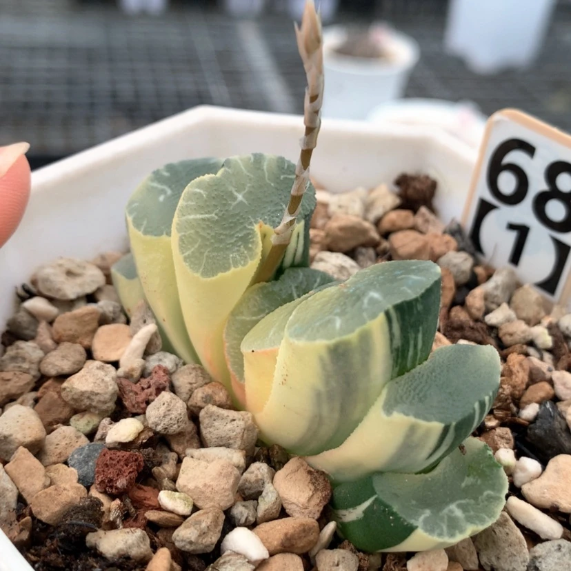 【闪购商品】681大绳