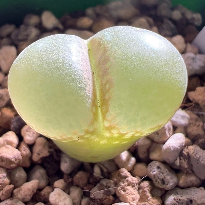 A824.  优选母本粉女。