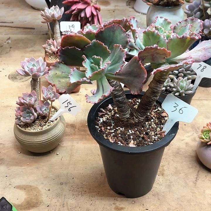 多肉植物，舞会红群36号
