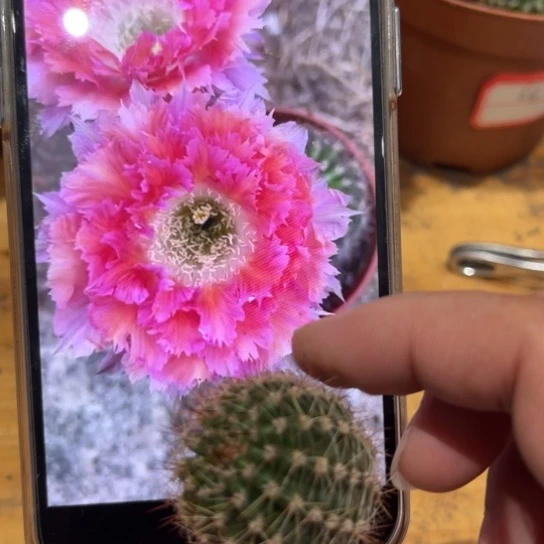 露露6号羽毛2公分左右侧芽