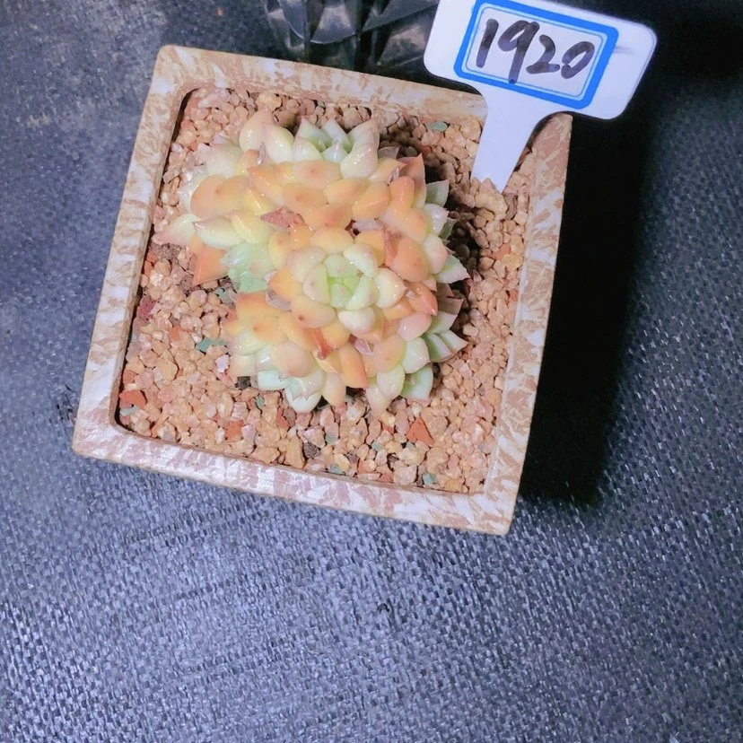 【闪购商品】N**r1920