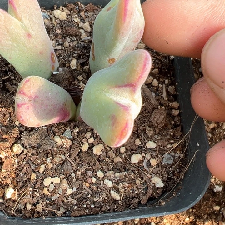 129号多肉植物我f v