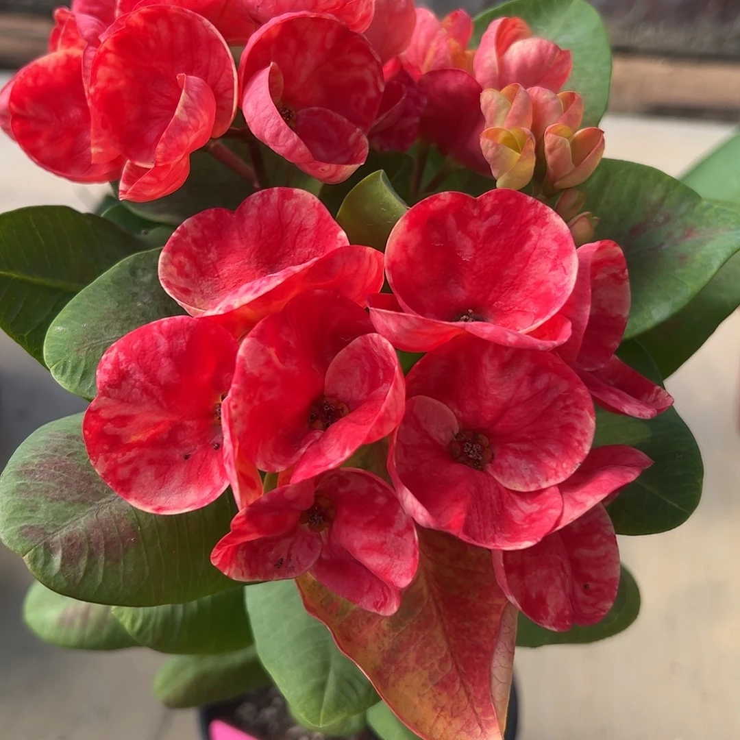 兴旺泰国大花虎刺梅