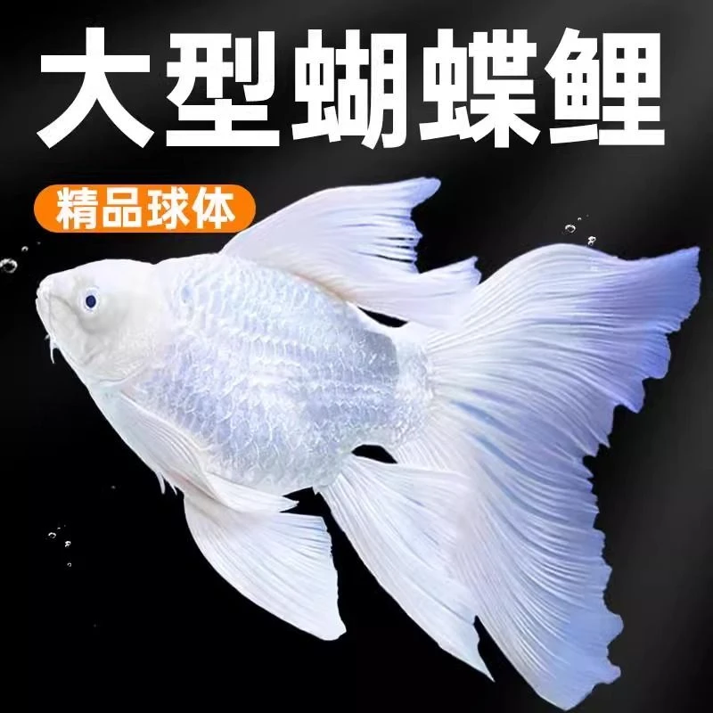 精品蝴蝶鲤球形观赏鱼18-20公分专用链接