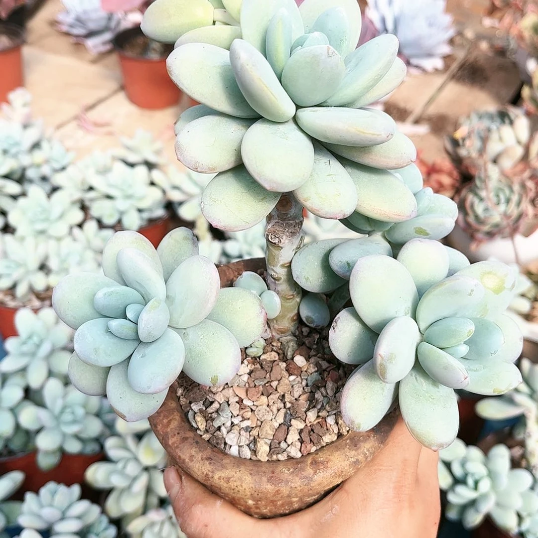 雪美人9.99多肉植物