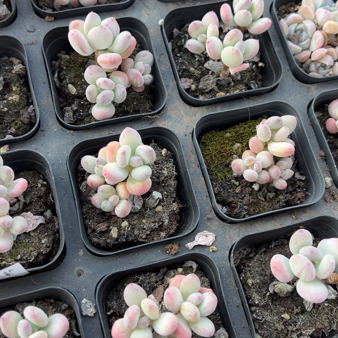 三日月美人群（大小头）到手1颗量拍多肉满18元包邮下午发