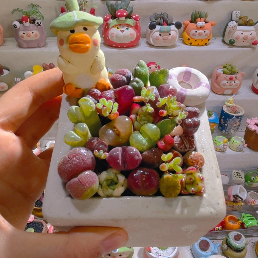 031高端多肉带盆土一套88