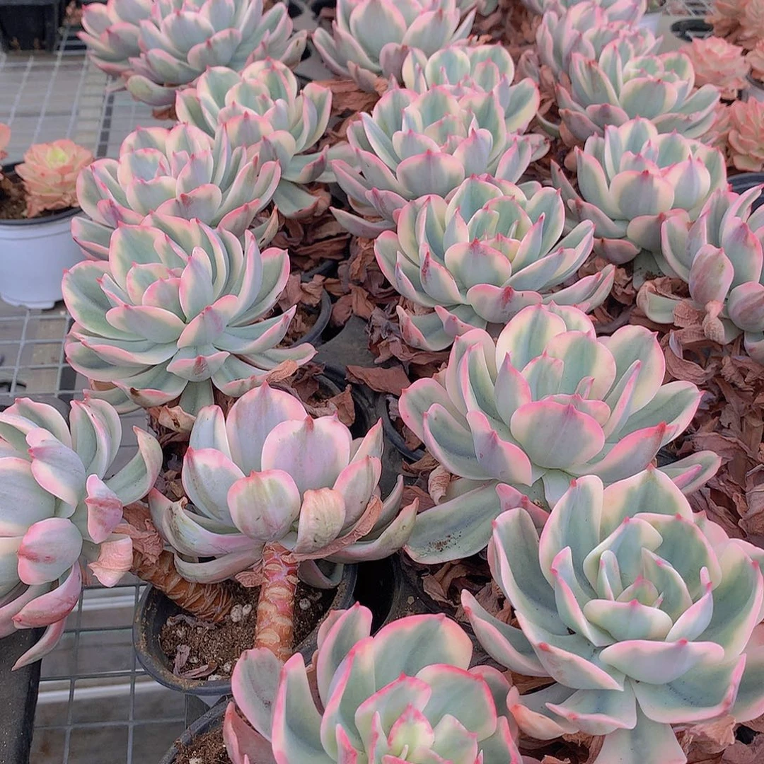 玉凤锦1346678899999